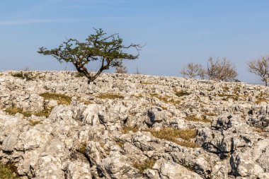 Yorkshire Dales UK 'de kireçtaşı kaldırımı.