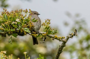 Ağaca tünemiş bülbülü (Prunella modularis)