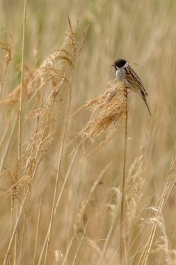 Reed Bunting (Emberiza schoeniclus) sazlıklara tünedi