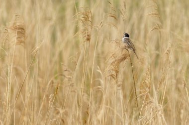 Reed Bunting (Emberiza schoeniclus) sazlıklara tünedi