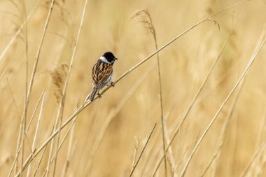 Reed Bunting (Emberiza schoeniclus) sazlıklara tünedi