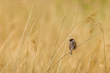 Reed Bunting (Emberiza schoeniclus) sazlıklara tünedi