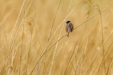 Reed Bunting (Emberiza schoeniclus) sazlıklara tünedi