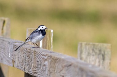 Çitin üzerinde at kuyruğu (Motacilla alba)