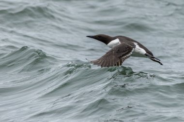 Guillemot (Uria Aalge) uçuyor
