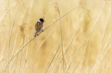 Reed Bunting (Emberiza schoeniclus) sazlıklara tünedi