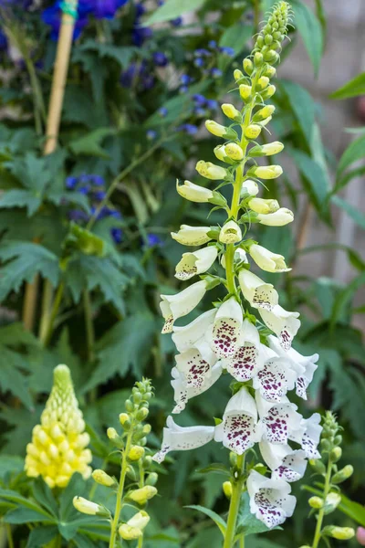 White Foxglove Digitalis Flower — Stock Photo, Image