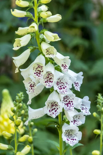 Vita Foxhandskar Digitalis Blomma — Stockfoto