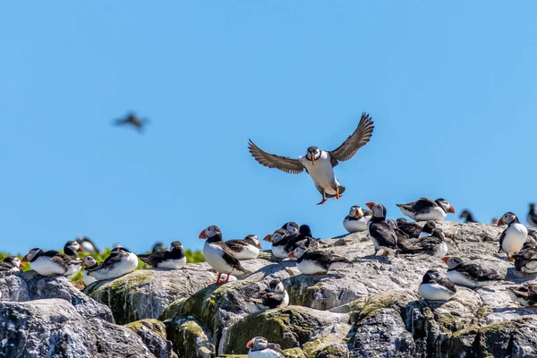 Puffin Fratercula Arctica Flight — Stock Photo, Image