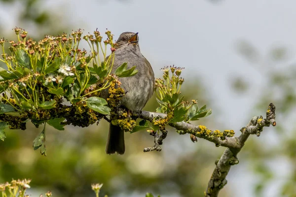 Dunnock Prunella Modularis Singing Tree — Stock Photo, Image