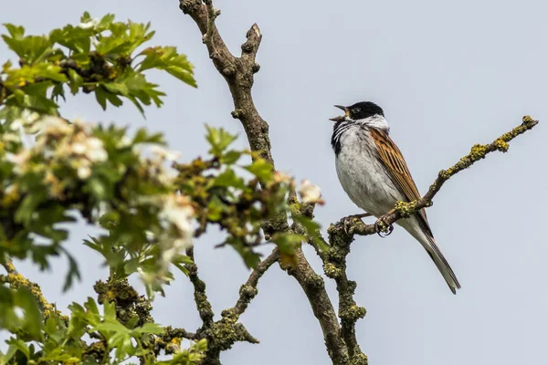 Δακτύλιος Emberiza Schoeniclus Τραγούδι Ένα Δέντρο — Φωτογραφία Αρχείου