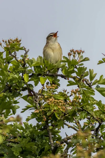 Guirnalda Acrocephalus Schoenobaenus Cantando Árbol — Foto de Stock