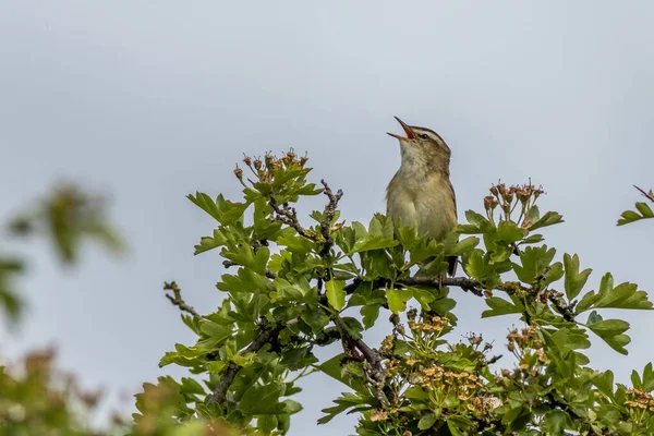 Sedge Warbler Acrocephalus Schoenobaenus Singing Tree — Stock Photo, Image