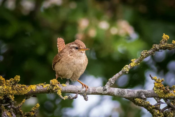 Wren Troglodytes Troglodytes Brach — Stockfoto