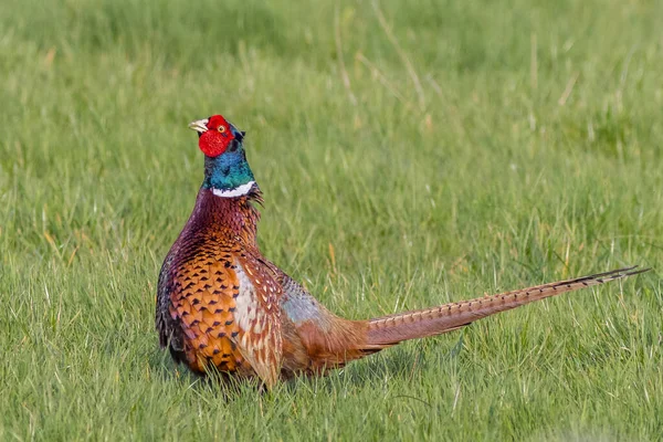 Pheasant Phasianus Colchicus Grass — Stock Photo, Image