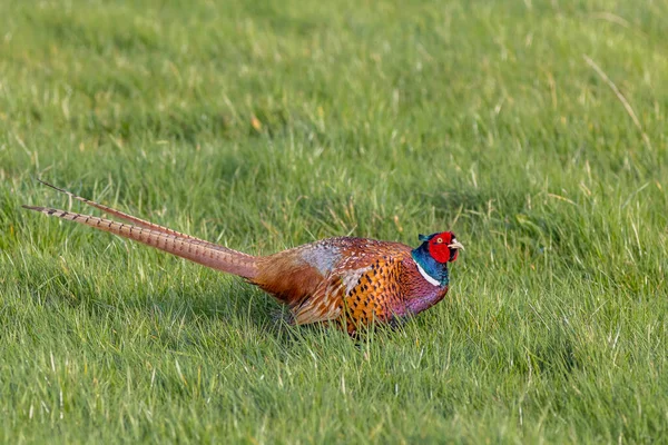 Fagiano Phasianus Colchicus Sull Erba — Foto Stock