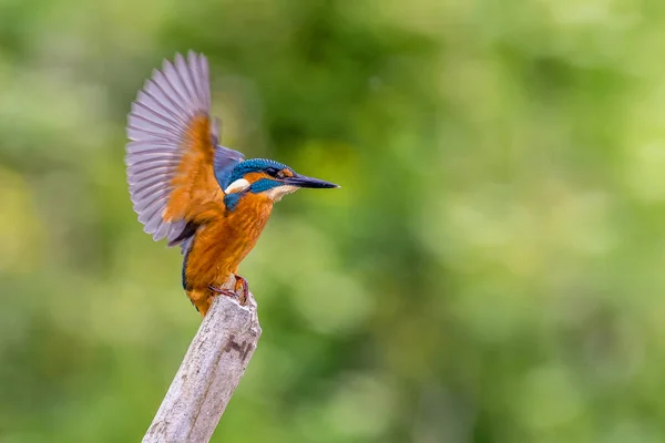 Martin Pêcheur Alcedo Atthis Débarquant Sur Poteau — Photo