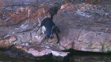 Suyun kenarında kayalıklarda küçük bir penguen yürüyor. Hayvanat Bahçesindeki Penguen.