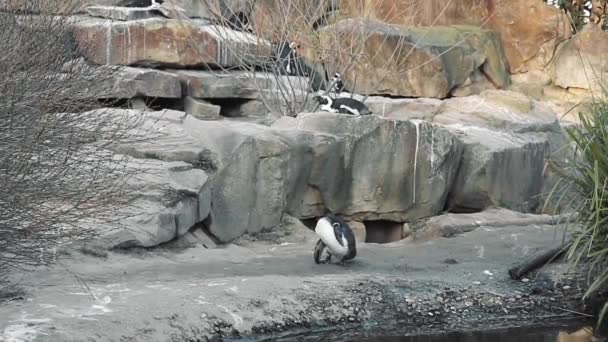 Zicht op de pinguïns in de dierentuin. Pinguïn die zichzelf wast. — Stockvideo