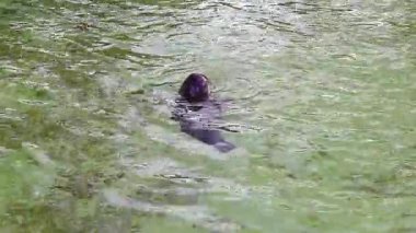 Şirin fok yeşil tabanlı bir havuzda yüzüyor ve pençelerini yıkıyor.