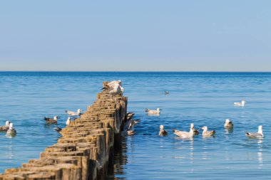 Bir martı sürüsü Dalgakıran 'da yiyecek aramak için yüzer. Dalgakıranda üç martı oturuyor. Dalgasız Sakin Deniz.