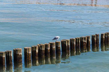 Bir martı ahşap dalgaların üzerinde oturur ve tüyleri temizler. Mavi Deniz Sakin