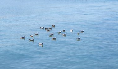 Bir martı sürüsü, gölün ortasında yüzer. Sakin Mavi Deniz.