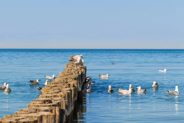 Bir martı sürüsü Dalgakıran 'da yiyecek aramak için yüzer. Dalgakıranda üç martı oturuyor. Dalgasız Sakin Deniz.