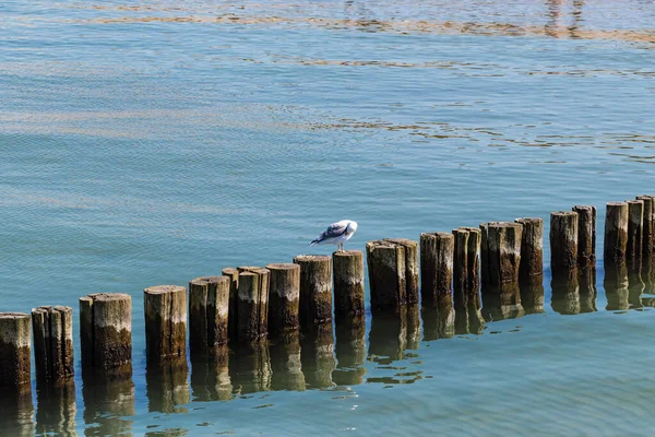 Bir martı ahşap dalgaların üzerinde oturur ve tüyleri temizler. Mavi Deniz Sakin