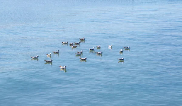 Bir martı sürüsü, gölün ortasında yüzer. Sakin Mavi Deniz.