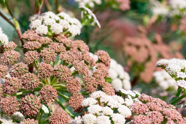 Güzel Renkli Bahar Çiçekleri. Kırmızı ve Beyaz Tonlar. Duvar kağıdı, poster, arkaplan, kartpostal olarak kullanılabilir..