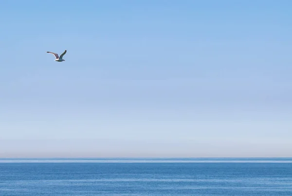 Yalnız bir martı Mavi sakin denizin üzerinde uçar