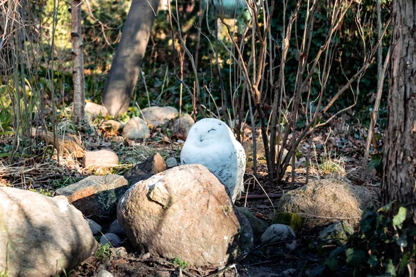 Güzel beyaz bir baykuş gölgede yerde oturuyor.