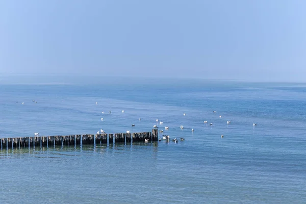 Bir martı sürüsü dalgaların üzerinde oturur ve sakin denizde yüzer..