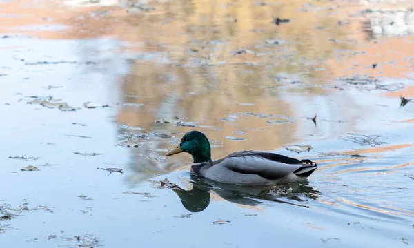 Vahşi ve Güzel Drake Düşen Yaprakların Arasında Bir Havuzda Yüzüyor