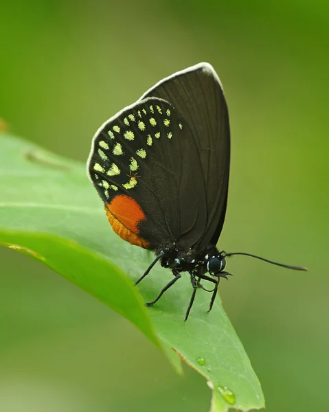 Perched Butterfly — Stock Photo, Image