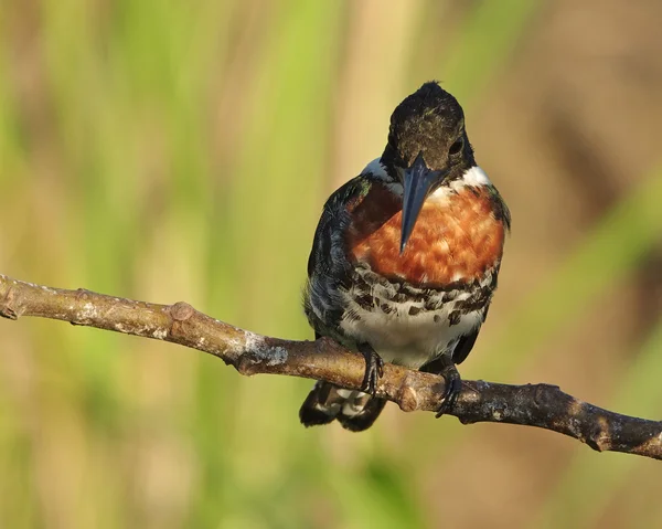 Martin-pêcheur perché — Photo