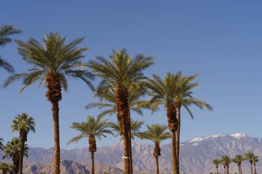 Palmiye ağaçları, sıradağlar ve mavi gökyüzü manzarası Palm Desert, Coachella Vadisi, Kaliforniya.