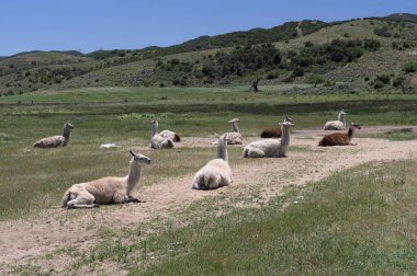 Image of llamas, Lama glama, taken near Palmdale in Southern California. clipart