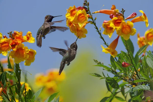 Anna's hummingbirds hovering on orange trumpet bush flowers in a garden.