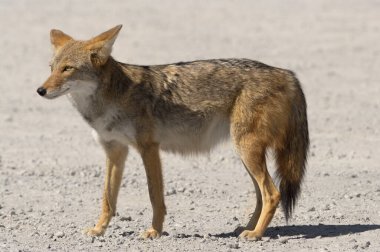 Kaliforniya 'daki Ölüm Vadisi Ulusal Parkı' nda gösterilen bir çakal resmi..