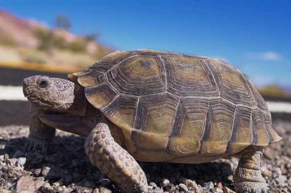 Bild Ökensköldpadda Visas Promenader Vid Vägkanten Death Valley National Park — Stockfoto