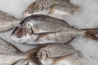 San Pedro, Kaliforniya 'daki bir markette buzda porgy veya deniz çipurası balığı resmi.