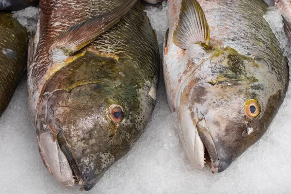 Image Shows Two Large Fish Ice Sale Fish Market San — Stock Photo, Image