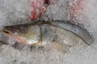 Balıkçıda taze Robalo ya da Snook balığı görüntüsü.