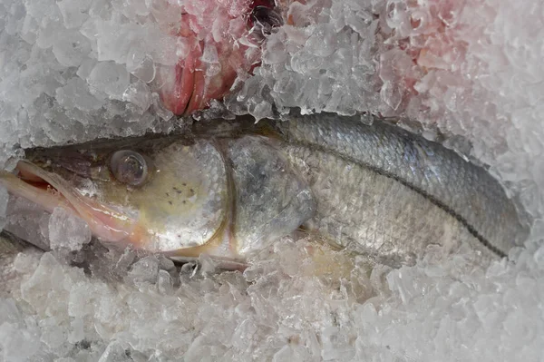 Balıkçıda taze Robalo ya da Snook balığı görüntüsü.