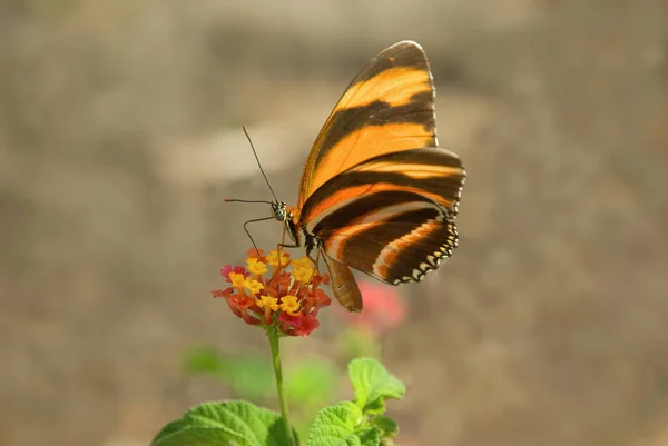 Afbeelding Een Banded Orange Heliconian Vlinder Zien Voeden Met Lantana — Stockfoto