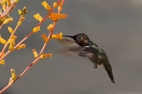 Obraz Samca Karmiącego Kolibra Anny — Zdjęcie stockowe