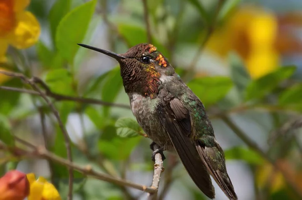 Piękny Koliber Anny Usiadł Prawdopodobnie Młodociany Ptak — Zdjęcie stockowe