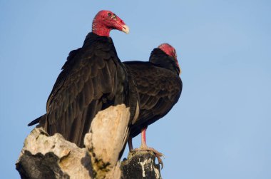 Sabahın erken saatlerinde tüneyen bir çift Akbaba, Cathartes aura 'nın görüntüsü. Fotoğraf Chiriqui, Batı Panama 'da çekildi..
